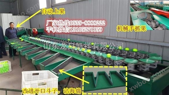 中国台湾青枣分选机，分选青枣个头大小的机器