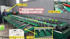 中国台湾青枣分选机，分选青枣个头大小的机器
