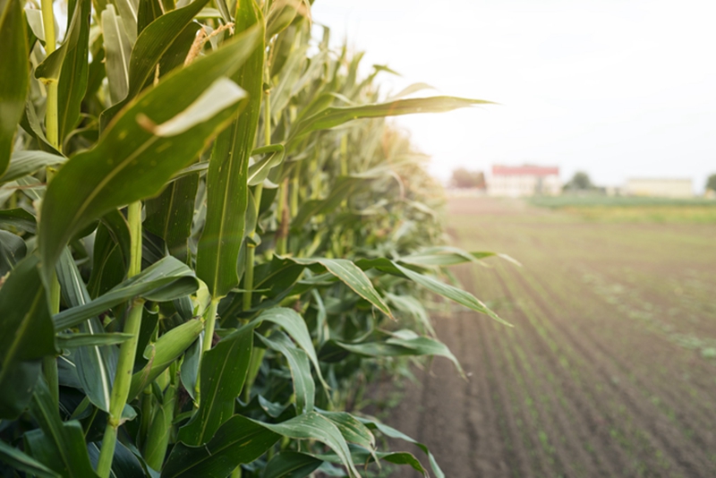 农业农村部通报玉米收获机质量调查情况，约翰迪尔、凯斯纽荷兰等都得了多少分？